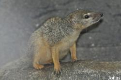 Rare Species Conservation Centre