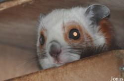 Rare Species Conservation Centre