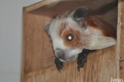 Rare Species Conservation Centre