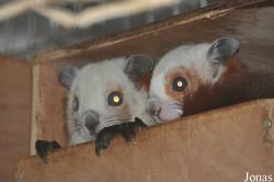 Rare Species Conservation Centre