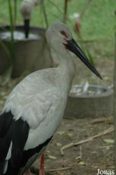 Shanghai Zoo
