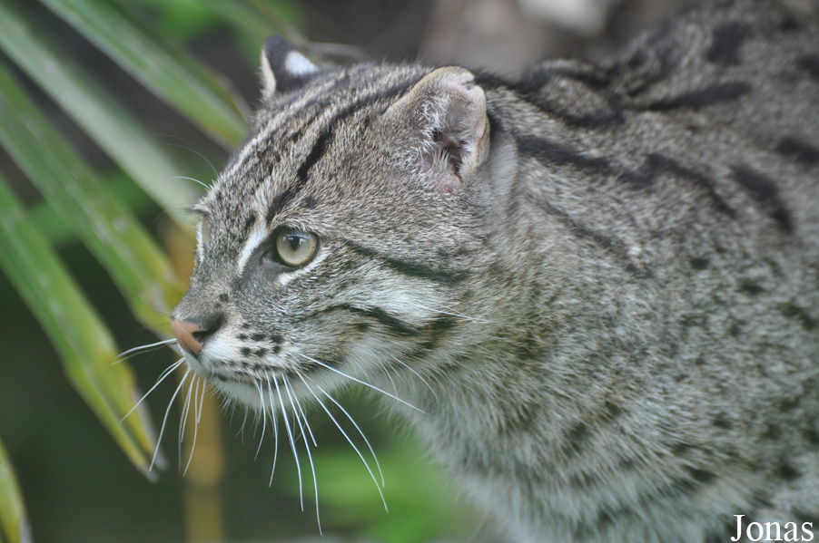 Rare Species Conservation Centre