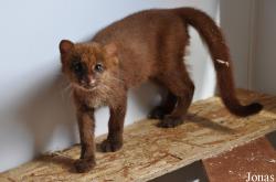 Rare Species Conservation Centre