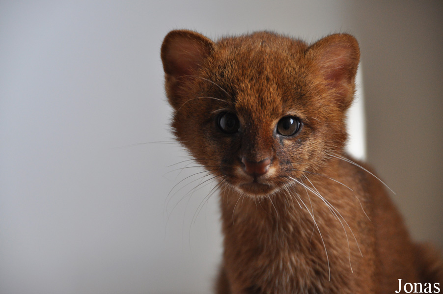 Rare Species Conservation Centre