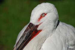 Ciconia boyciana