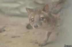 Rare Species Conservation Centre