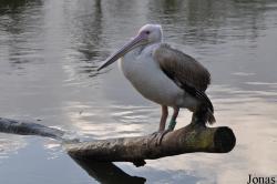 Vogelpark Marlow