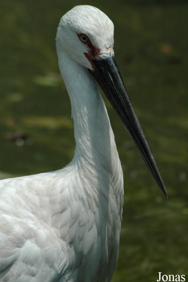 Shanghai Zoo