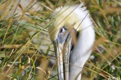 Pelecanus occidentalis carolinensis
