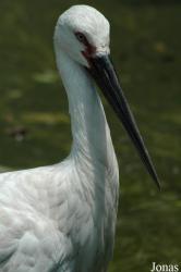 Shanghai Zoo