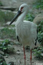 Shanghai Zoo