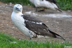 Vogelpark Marlow