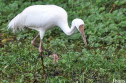 Vogelpark Marlow