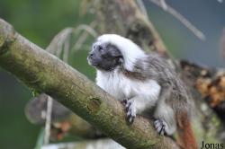 Vogelpark Marlow
