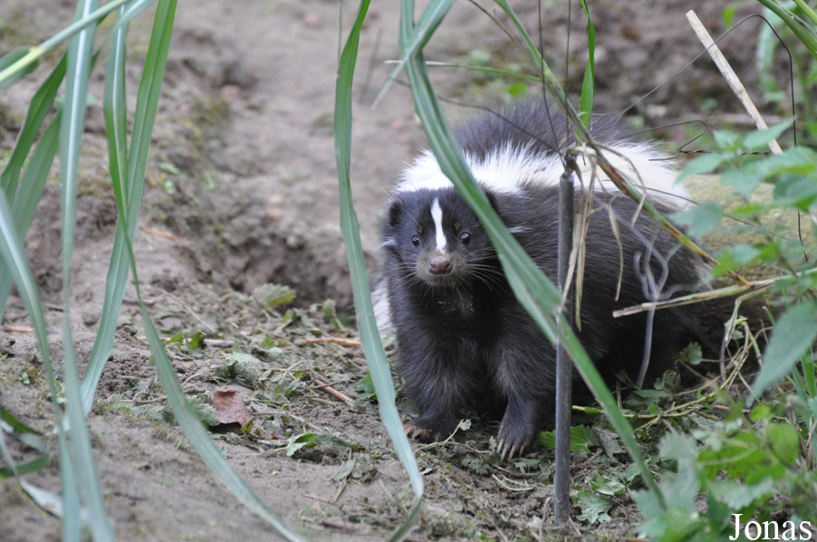 Vogelpark Marlow