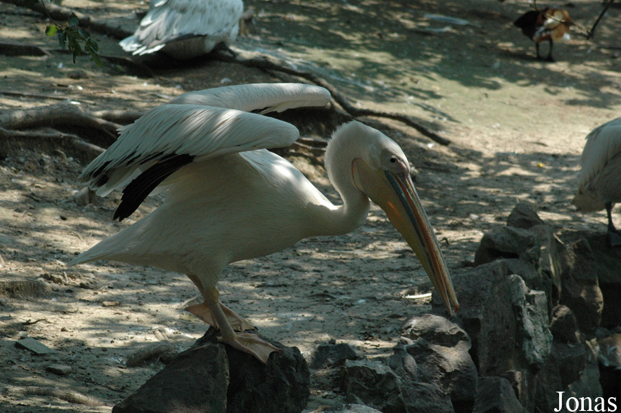 Shanghai Zoo