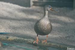 Vogelpark Marlow