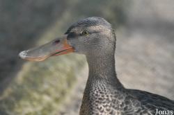 Vogelpark Marlow