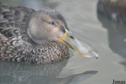 Vogelpark Marlow