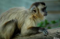 Cebidae