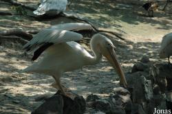 Shanghai Zoo