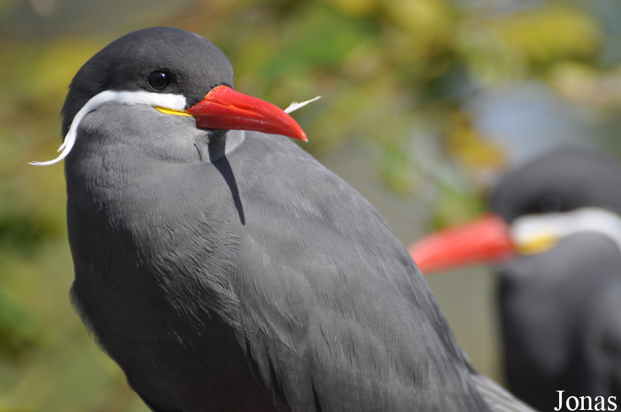 Vogelpark Marlow