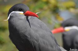 Vogelpark Marlow