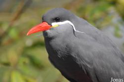 Vogelpark Marlow