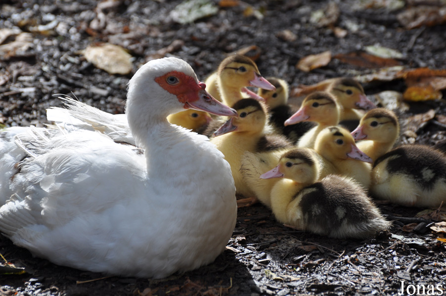 Uilen- en Dierenpark De Paay