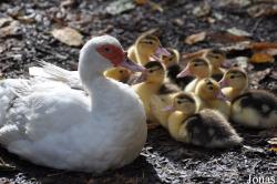 Uilen- en Dierenpark De Paay