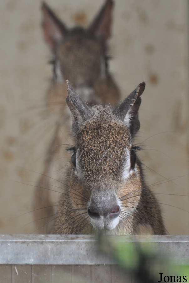Uilen- en Dierenpark De Paay