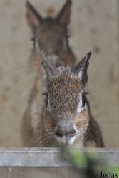 Uilen- en Dierenpark De Paay