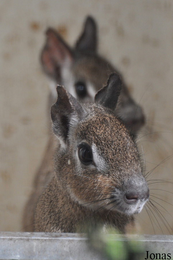 Uilen- en Dierenpark De Paay