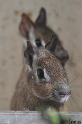 Uilen- en Dierenpark De Paay