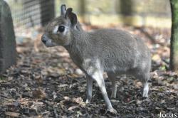 Uilen- en Dierenpark De Paay