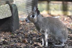 Uilen- en Dierenpark De Paay
