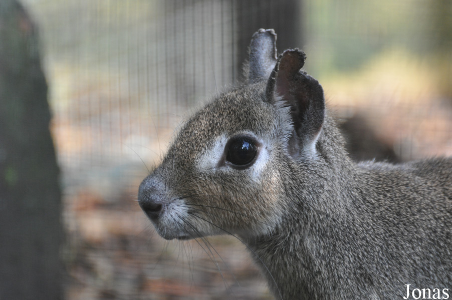 Uilen- en Dierenpark De Paay