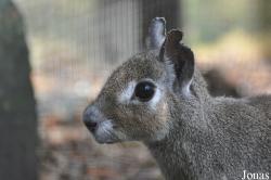 Uilen- en Dierenpark De Paay