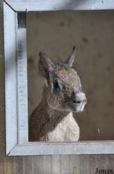 Uilen- en Dierenpark De Paay