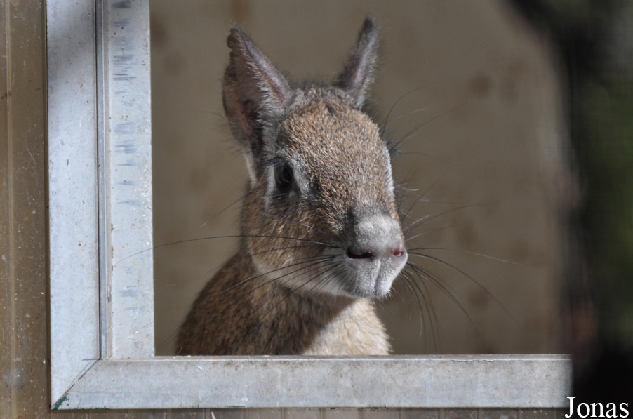 Uilen- en Dierenpark De Paay