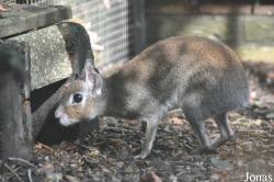Uilen- en Dierenpark De Paay