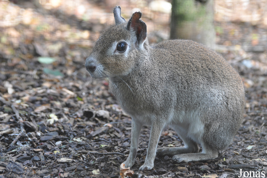 Uilen- en Dierenpark De Paay