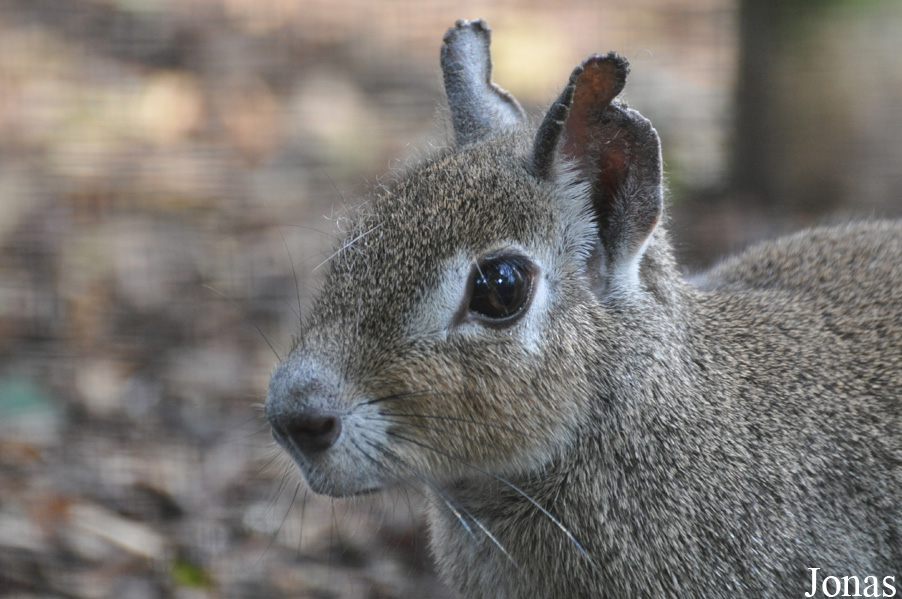 Uilen- en Dierenpark De Paay