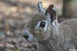 Uilen- en Dierenpark De Paay