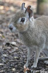Uilen- en Dierenpark De Paay