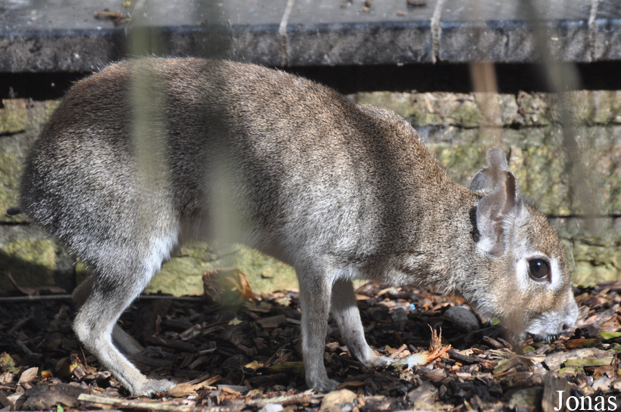 Uilen- en Dierenpark De Paay