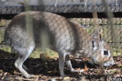 Uilen- en Dierenpark De Paay