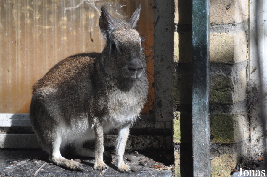 Uilen- en Dierenpark De Paay