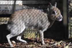 Uilen- en Dierenpark De Paay