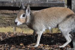 Uilen- en Dierenpark De Paay